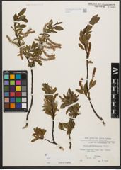 Foto von Salix waldsteiniana Willd.
